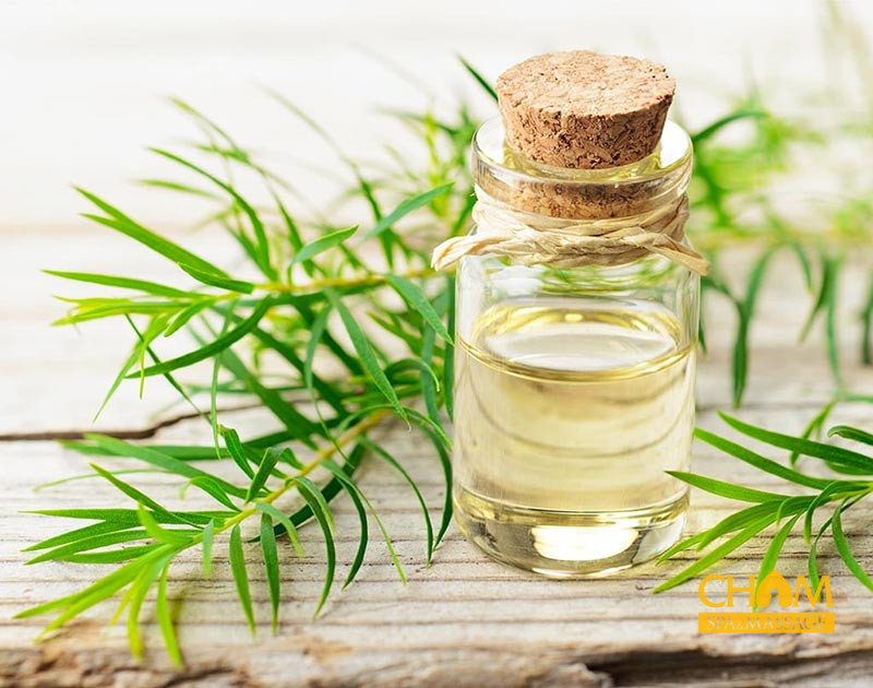 Dầu tràm trà trị mụn nước rất hiệu quả Cham Spa & Massage